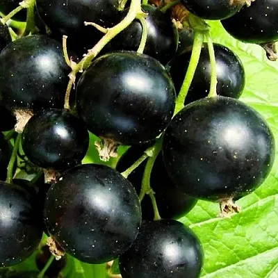 Смородина черная ДАЧНИЦА  Смородина черная ДАЧНИЦА в Тольятти