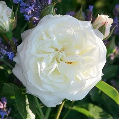 Саженцы роз АЛАБАСТЕР флорибунда  Саженцы роз АЛАБАСТЕР флорибунда в Тольятти