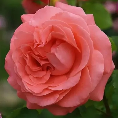 Саженцы роз ДИДИ БРИДЖУОТЕР плетистая  Саженцы роз ДИДИ БРИДЖУОТЕР плетистая в Тольятти