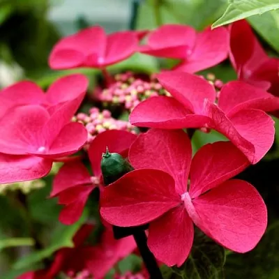 Гортензия РОТШВАНЦ крупнолистная  Гортензия РОТШВАНЦ крупнолистная в Тольятти