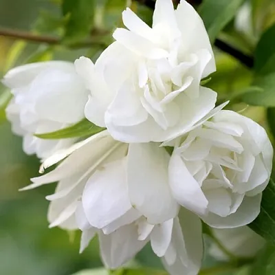 Жасмин МАНТО Д’ЭРМИН  Жасмин МАНТО Д’ЭРМИН в Тольятти