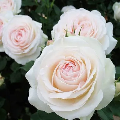 Саженцы роз ПАЛЕ РОЯЛЬ плетистая  Саженцы роз ПАЛЕ РОЯЛЬ плетистая в Тольятти