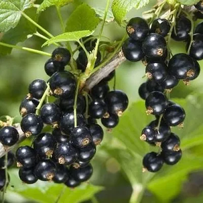 Смородина чёрная ВОЛШЕБНИЦА в Тольятти