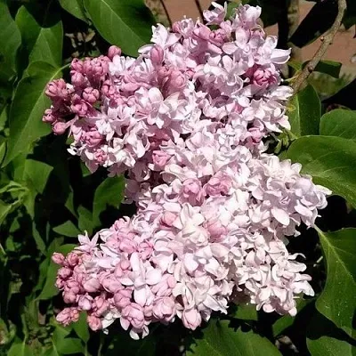 Сирень МИЛОСЕРДИЕ  Сирень МИЛОСЕРДИЕ в Тольятти