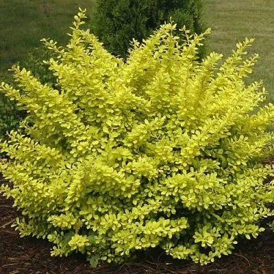 Барбарис АУРЕА тунберга  Барбарис АУРЕА тунберга в Тольятти