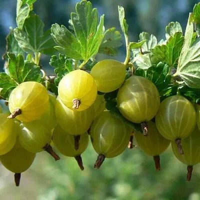 Крыжовник ХИННОНМАЙНЕН КЕЛЬТАЙНЕН  Крыжовник ХИННОНМАЙНЕН КЕЛЬТАЙНЕН в Тольятти