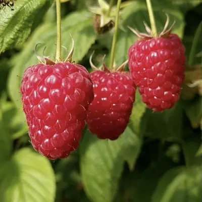 Малина МАПЕМА   Малина МАПЕМА  в Тольятти