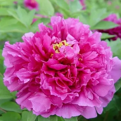 Пион ЛИЛОВАЯ ФАНТАЗИЯ древовидный в Тольятти