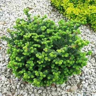 Пихта НАНА бальзамическая  Пихта НАНА бальзамическая в Тольятти