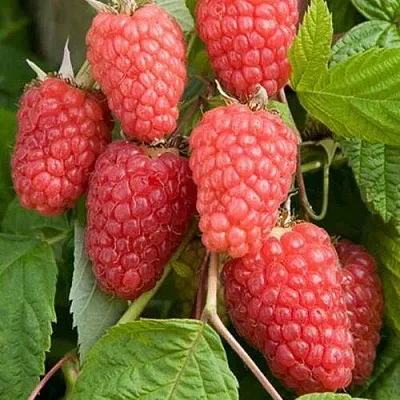 Малина КАСКАД ДЕЛАЙТ  Малина КАСКАД ДЕЛАЙТ в Тольятти