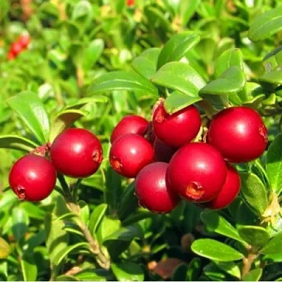 Брусника садовая РЕД ПЕРЛ  Брусника садовая РЕД ПЕРЛ в Тольятти