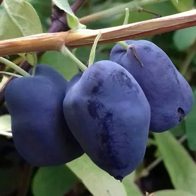 Жимолость съедобная БОРЕАЛ БЬЮТИ (СЕВЕРНАЯ КРАСАВИЦА)  Жимолость съедобная БОРЕАЛ БЬЮТИ (СЕВЕРНАЯ КРАСАВИЦА) в Тольятти