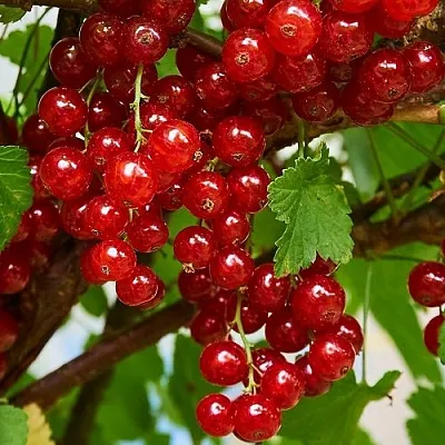 Смородина красная НАТАЛИ  Смородина красная НАТАЛИ в Тольятти