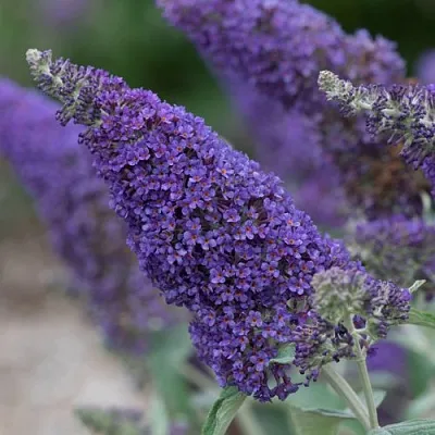 Буддлея НАНО ПЕРПЛ  в Тольятти