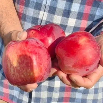 Яблоня ПАМЯТЬ КОВАЛЕНКО в Тольятти