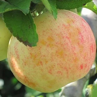 Яблоня ЛЕТНЕЕ СЛАДКОЕ  Яблоня ЛЕТНЕЕ СЛАДКОЕ в Тольятти