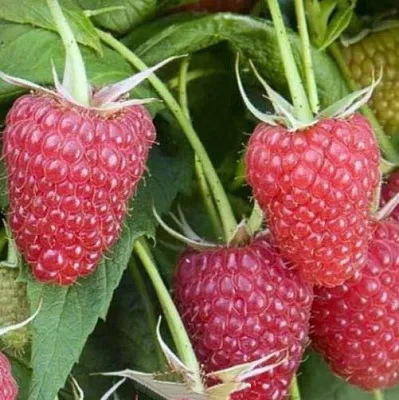 Малина ЕВРАЗИЯ  Малина ЕВРАЗИЯ в Тольятти