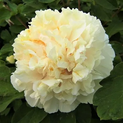 Пион НЕЖНЫЙ ГОЛОС древовидный в Тольятти