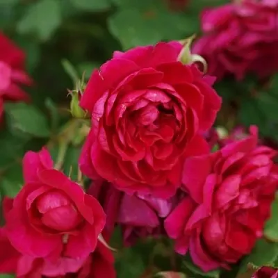 Саженцы роз КВАДРА плетистая  Саженцы роз КВАДРА плетистая в Тольятти