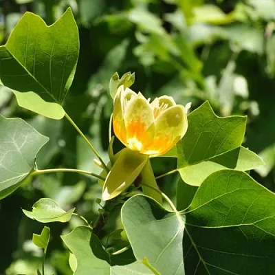 ЛИРИОДЕНДРОН тюльпанный  ЛИРИОДЕНДРОН тюльпанный в Тольятти