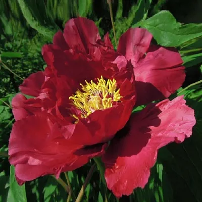 Пион КРАСНЫЙ ЛОТОС древовидный в Тольятти