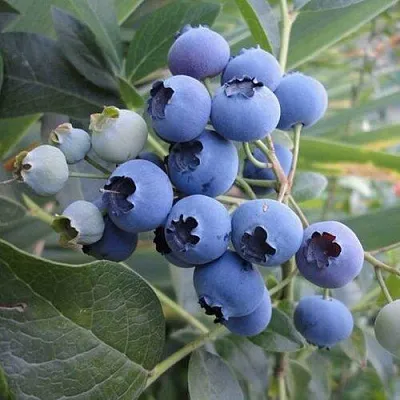 Голубика ЛЕГАЦИЯ в Тольятти