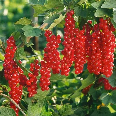 Смородина красная РУДНЕУС  Смородина красная РУДНЕУС в Тольятти