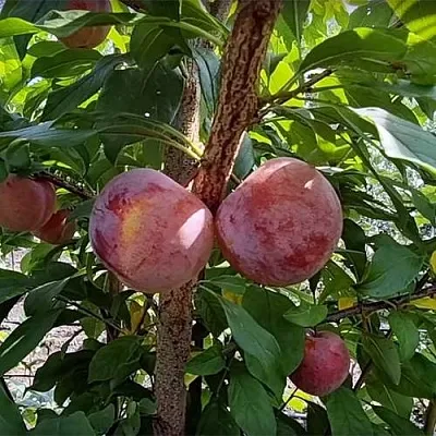 Плуот ГЕО ПРАЙД в Тольятти