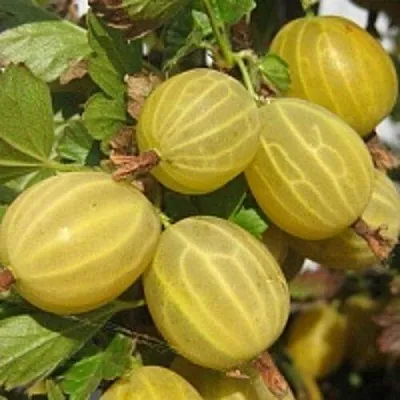 Крыжовник КУРШУ ДЗИНТАРС  Крыжовник КУРШУ ДЗИНТАРС в Тольятти