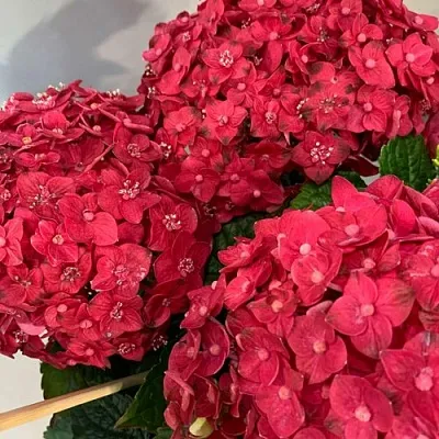 Гортензия ЭНДЛЕСС САММЕР ЛАВ крупнолистная в Тольятти