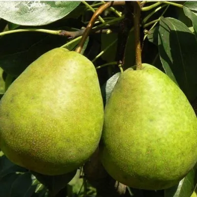 Груша ЛАГОДНАЯ — описание сорта Груша ЛАГОДНАЯ в Тольятти