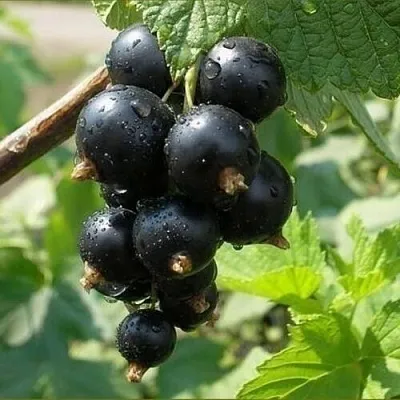 Смородина черная ПИГМЕЙ  Смородина черная ПИГМЕЙ в Тольятти