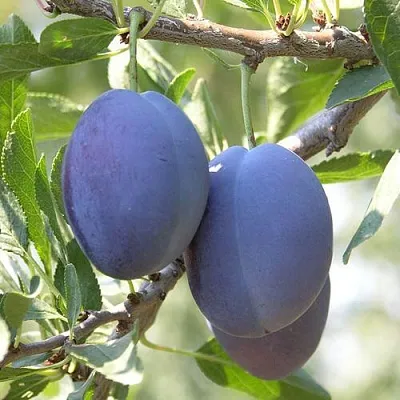 Слива СТЭНЛИ в Тольятти