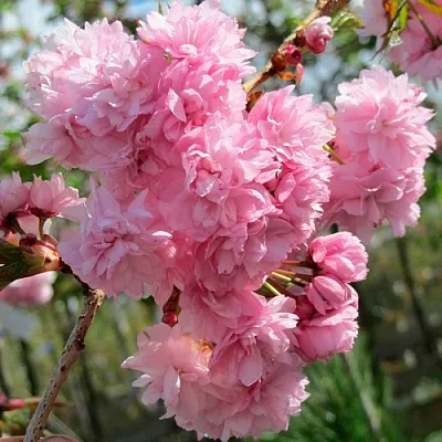 Сакура КИКУ ШИДАРЕ  Сакура КИКУ ШИДАРЕ в Тольятти