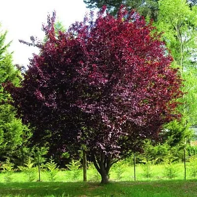 Слива НИГРА растопыреная  в Тольятти