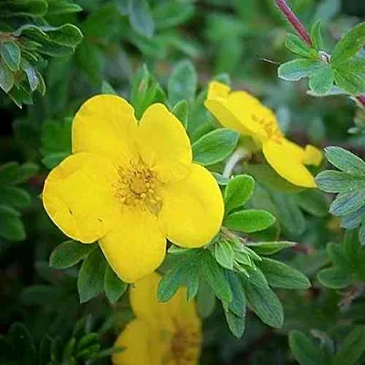 Лапчатка ГОЛДСТАР кустарниковая  Лапчатка ГОЛДСТАР кустарниковая в Тольятти