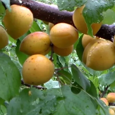 Абрикос МАНИТОБА — описание сорта Абрикос МАНИТОБА в Тольятти