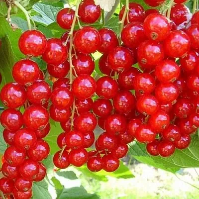 Смородина красная ФЕРТОДИ  Смородина красная ФЕРТОДИ в Тольятти