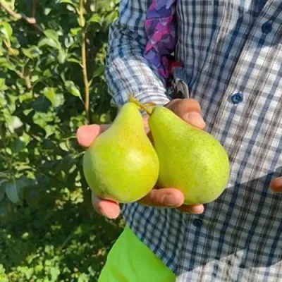 Груша ЗАРЕЧНАЯ КОМПАКТНАЯ  Груша ЗАРЕЧНАЯ КОМПАКТНАЯ в Тольятти