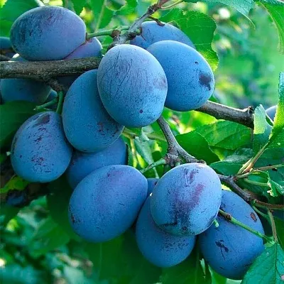 Синяя Синяя в Тольятти