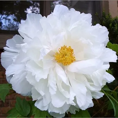 Пион БЕЛЫЙ НЕФРИТ древовидный в Тольятти