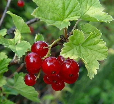 Смородина альпийская ШМИДТ  Смородина альпийская ШМИДТ в Тольятти