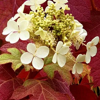 Гортензия БУРГУНДИ дуболистная в Тольятти