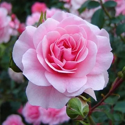 Саженцы роз БОНИКА флорибунда  Саженцы роз БОНИКА флорибунда в Тольятти