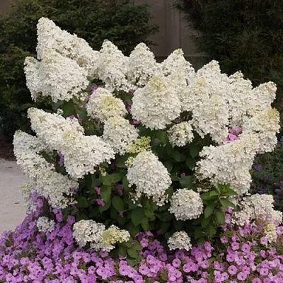 Гортензия БОБО метельчатая в Тольятти