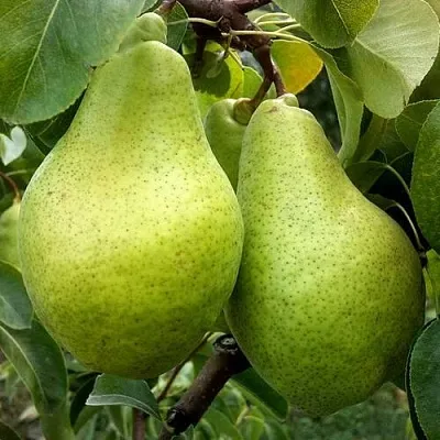 Груша НОЯБРЬСКАЯ ЗИМНЯЯ  Груша НОЯБРЬСКАЯ ЗИМНЯЯ в Тольятти
