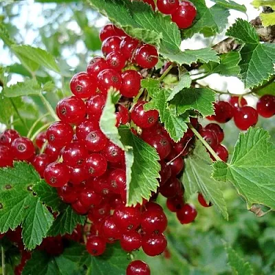 Смородина красная ГОЛЛАНДСКАЯ КРАСНАЯ  Смородина красная ГОЛЛАНДСКАЯ КРАСНАЯ в Тольятти