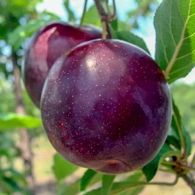 Слива АНЖЕЛИНО  Слива АНЖЕЛИНО в Тольятти