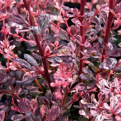 Барбарис АРЛЕКИН тунберга  Барбарис АРЛЕКИН тунберга в Тольятти