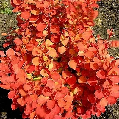 Барбарис ОРАНЖ ФАЙЕР тунберга  Барбарис ОРАНЖ ФАЙЕР тунберга в Тольятти